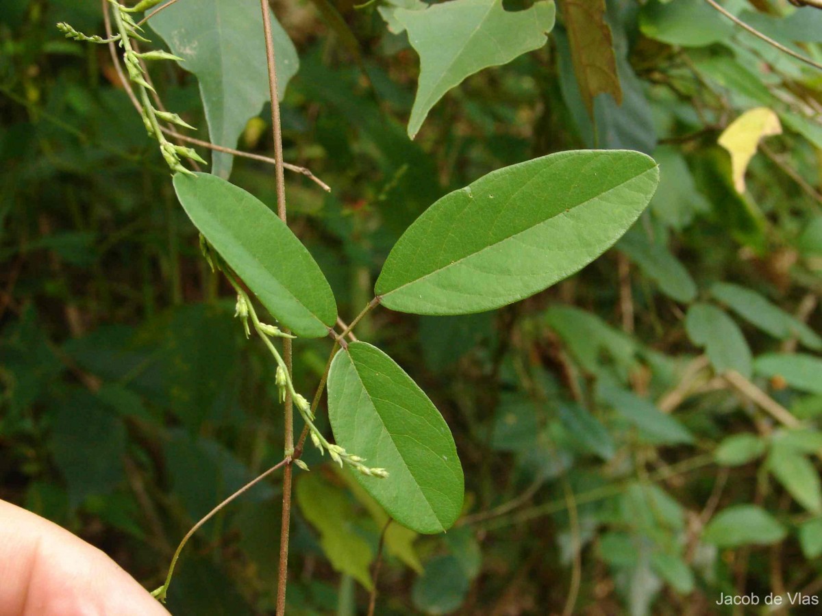 Galactia striata (Jacq.) Urb.